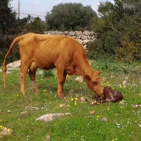 Es Barranco 乡村民宿