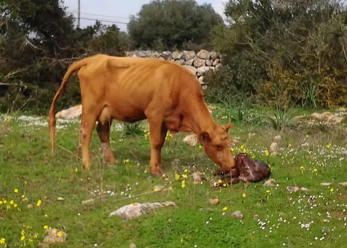 Es Barranco בית כפרי